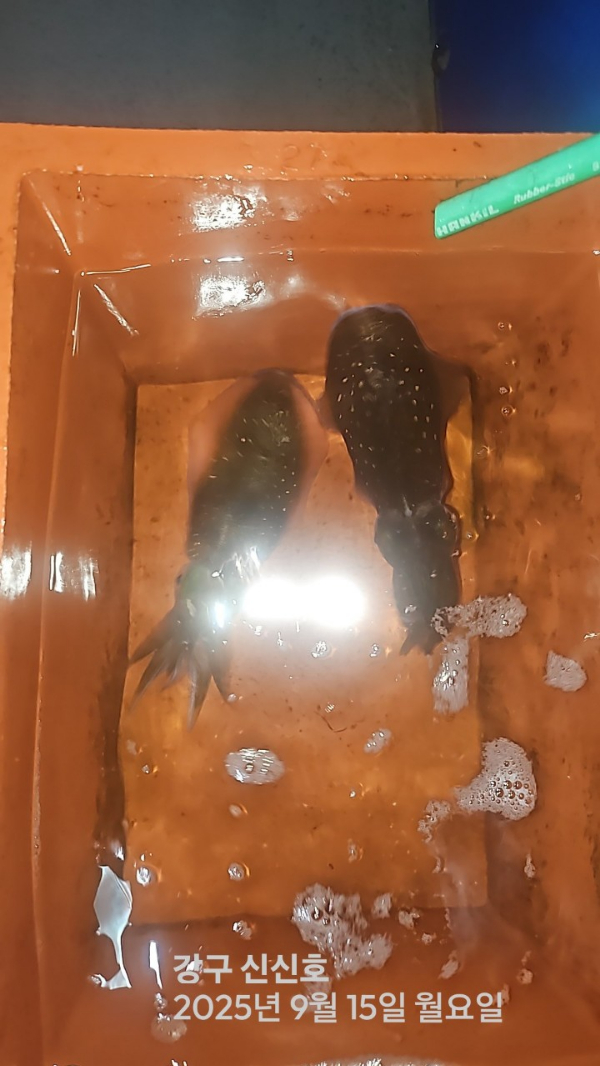신신낚시 강구점 신신호_사진_20250915_16.jpg