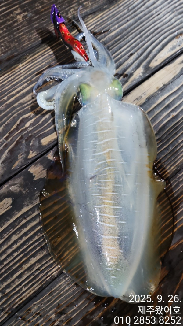 제주왔어호_사진_20250927_40.jpg