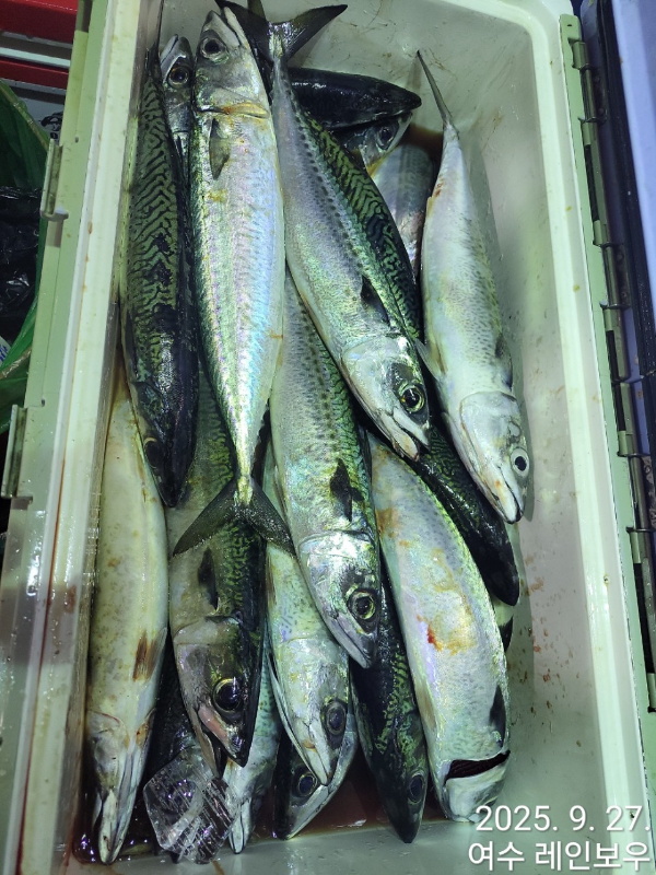♡여수레인보우♡갈치_열기_한치_갑오징어__사진_20250927_17.jpg