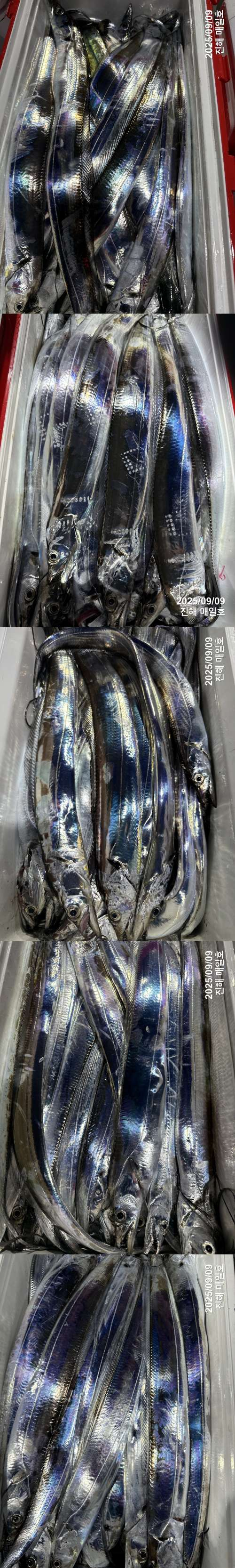 갈치3.jpg