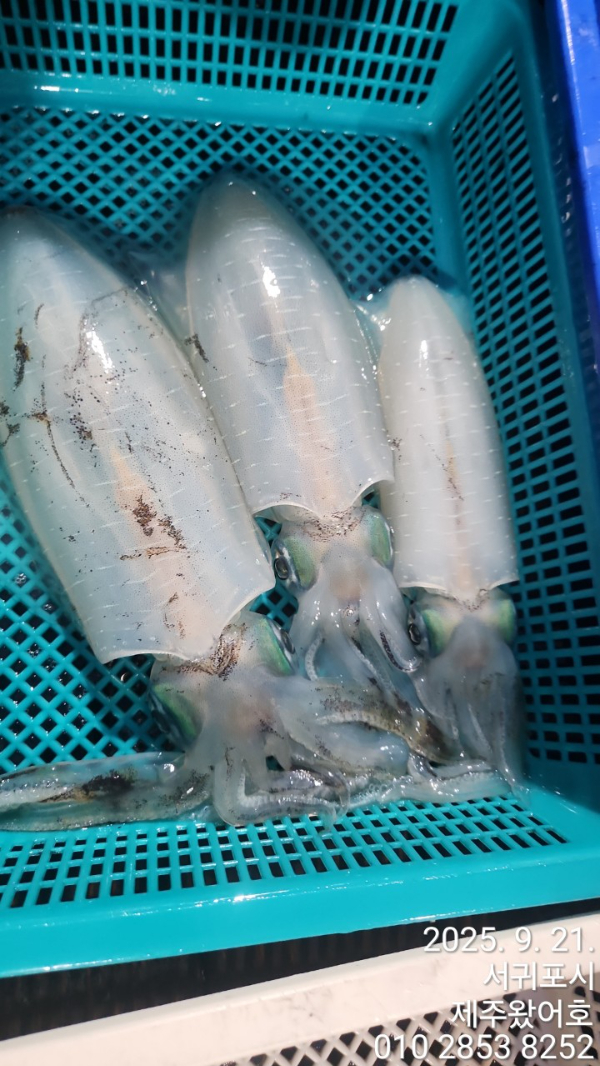 제주왔어호_사진_20250922_8.jpg