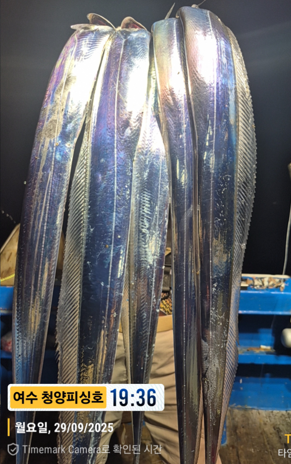 2025-09-29 19.36.23__(제목-여수 청양피싱호).jpg
