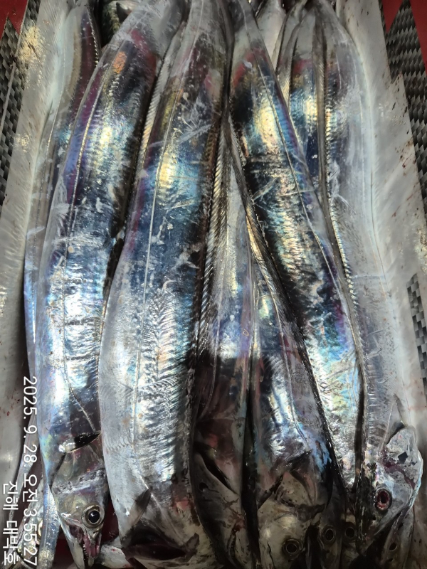 KakaoTalk_20250928_075817890_11.jpg