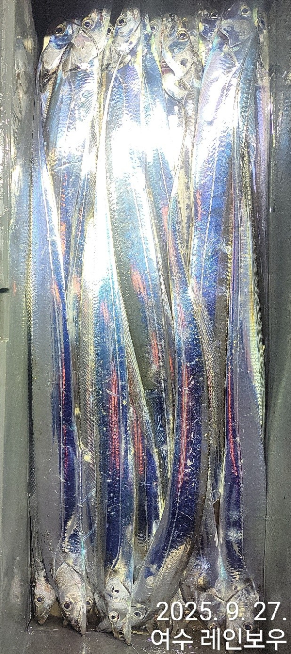♡여수레인보우♡갈치_열기_한치_갑오징어__사진_20250927_3.jpg