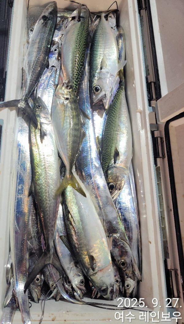 ♡여수레인보우♡갈치_열기_한치_갑오징어__사진_20250927_9.jpg