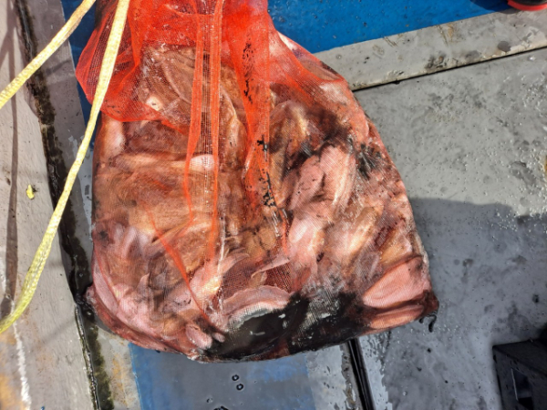 무창포 선상낚시_총각피싱__사진_20250925_6.jpg