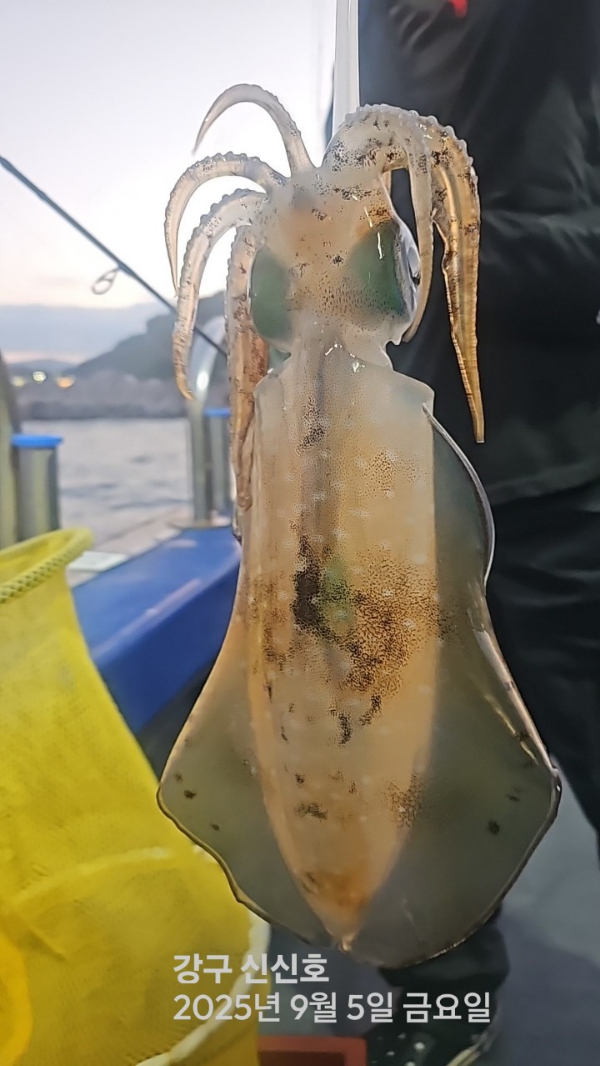 신신낚시 강구점 신신호_사진_20250906_1.jpg