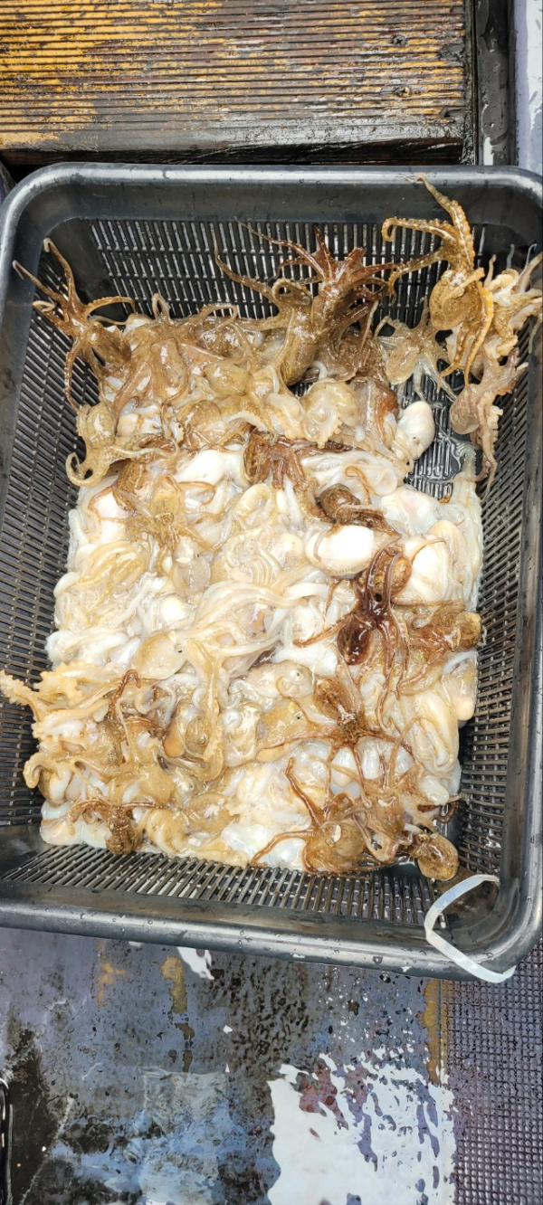 예지퀸호 농어외수질&어초낚시 경기인천권_사진_20250928_7.jpg