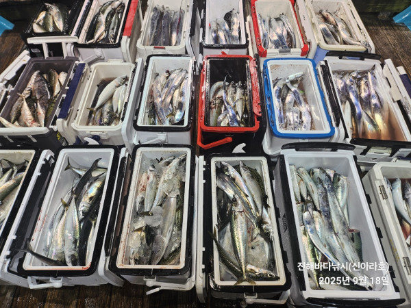 바다꾼낚시(신아라호)_사진_20250918_3.jpg