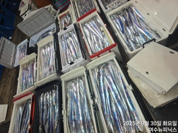 9월30일갈치 (6).jpg