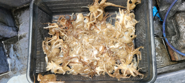 예지퀸호 농어외수질&어초낚시 경기인천권_사진_20250927_7.jpg