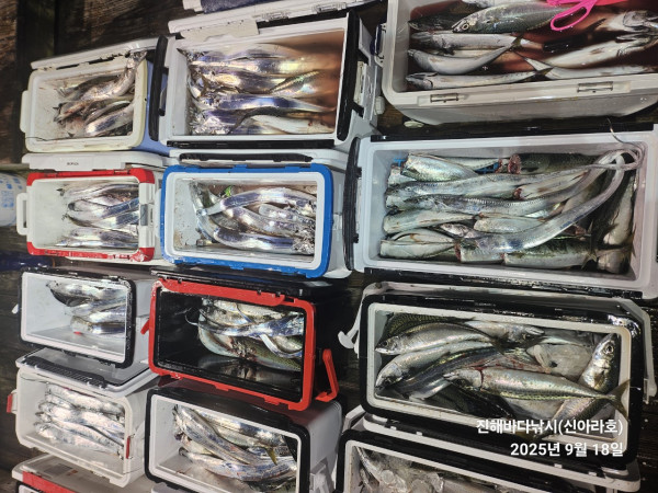바다꾼낚시(신아라호)_사진_20250918_7.jpg