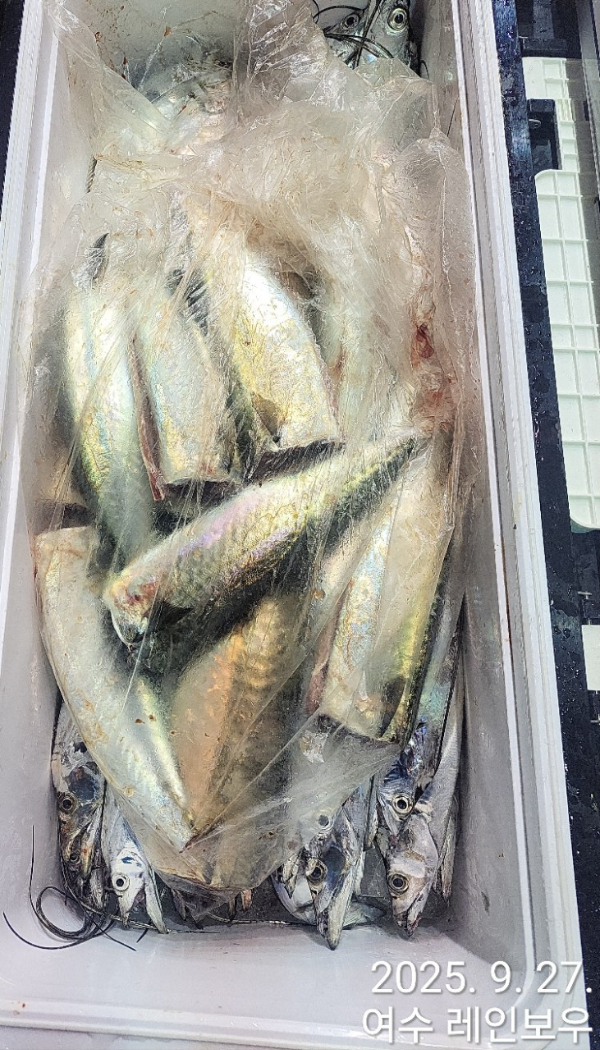 ♡여수레인보우♡갈치_열기_한치_갑오징어__사진_20250927_16.jpg
