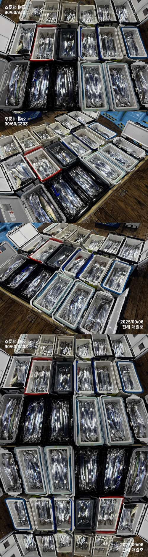 갈치3.jpg