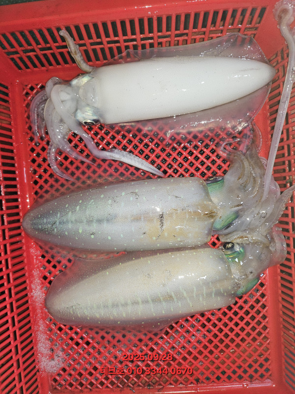 KakaoTalk_20250929_055327100_02.jpg