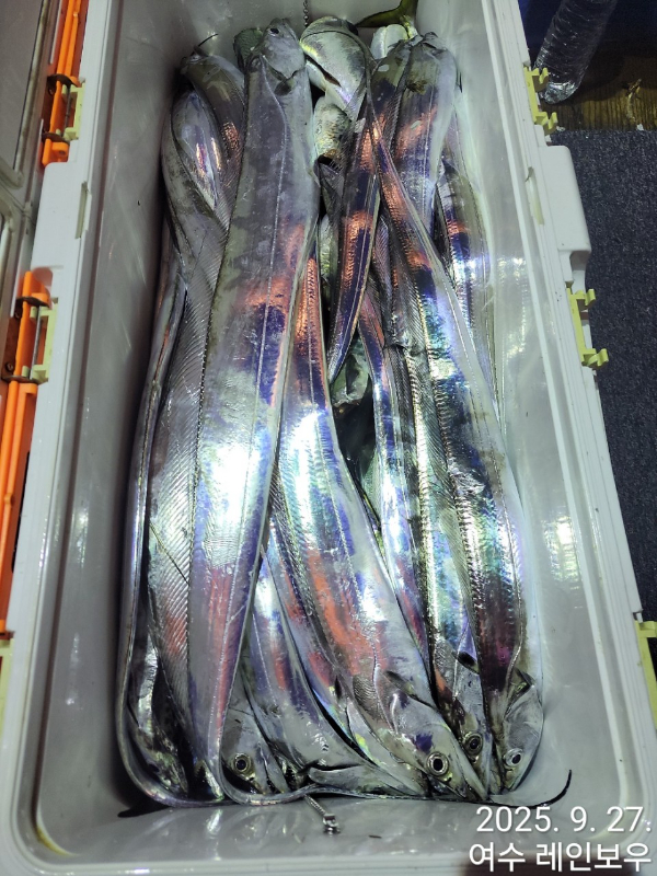 ♡여수레인보우♡갈치_열기_한치_갑오징어__사진_20250927_7.jpg
