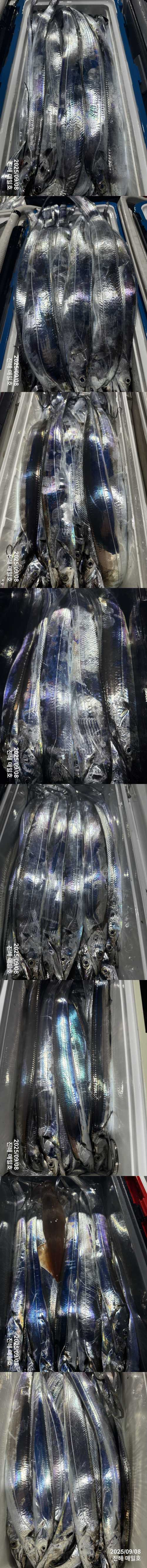 갈치2.jpg