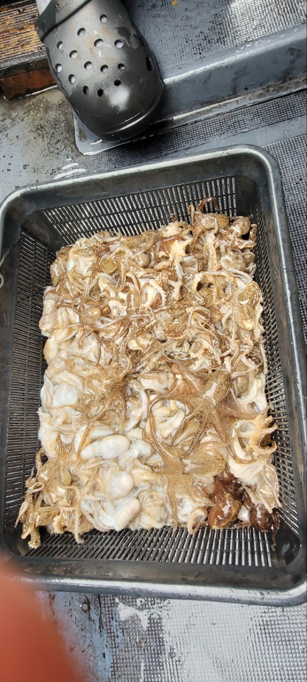 예지퀸호 농어외수질&어초낚시 경기인천권_사진_20250916_7.jpg