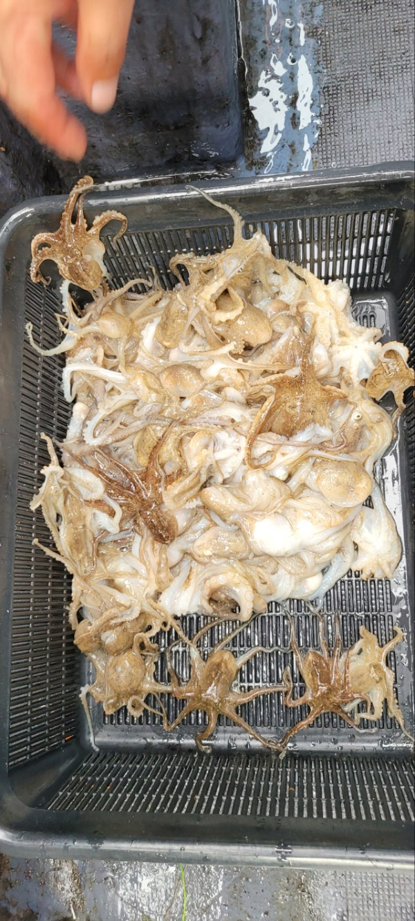 예지퀸호 농어외수질&어초낚시 경기인천권_사진_20250927_6.jpg