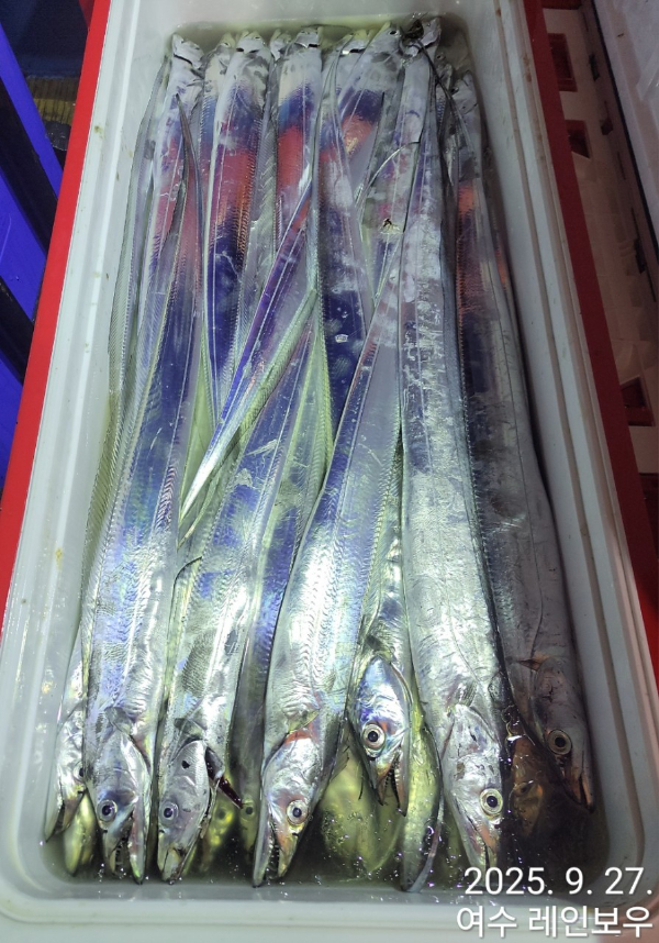♡여수레인보우♡갈치_열기_한치_갑오징어__사진_20250927_8.jpg