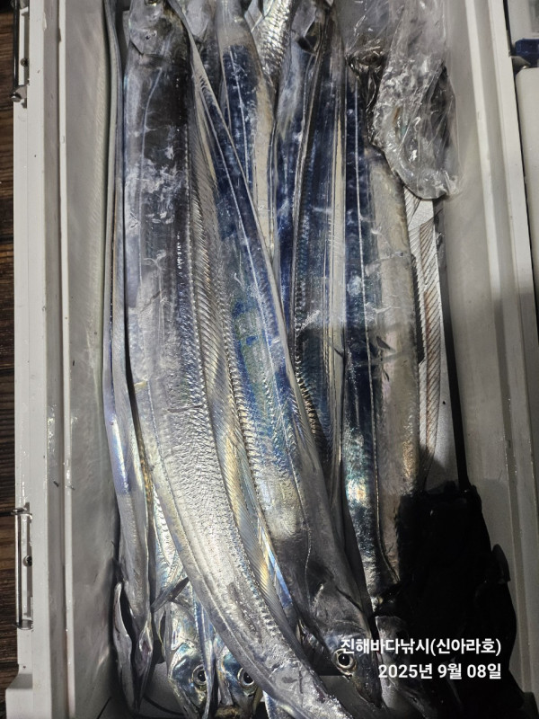 바다꾼낚시(신아라호)_사진_20250908_7.jpg
