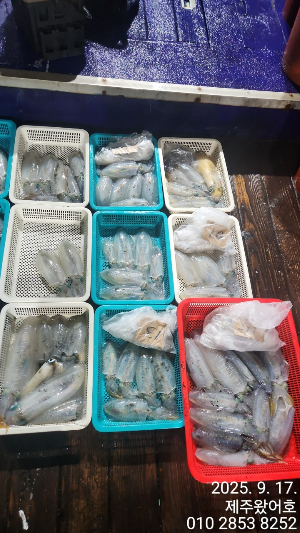 제주왔어호_사진_20250918_1.jpg