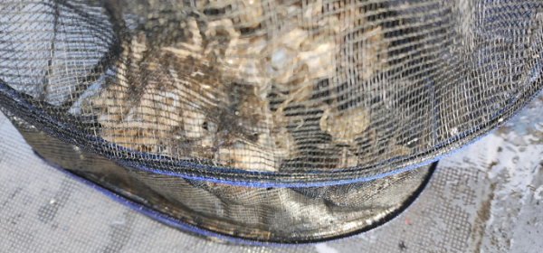 예지퀸호 농어외수질&어초낚시 경기인천권_사진_20250904_14.jpg