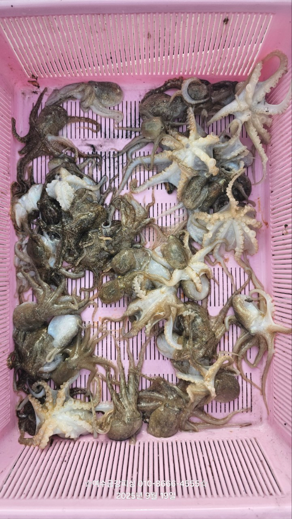 여수금강피싱_사진_20250919_2.jpg