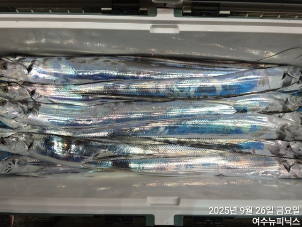9월26일갈치 (2).jpg