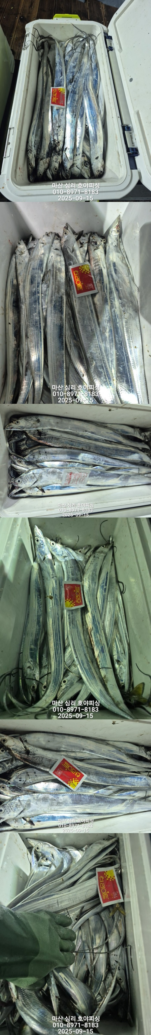 09.14갈치3.jpg