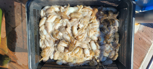 예지퀸호 농어외수질&어초낚시 경기인천권_사진_20250902_16.jpg