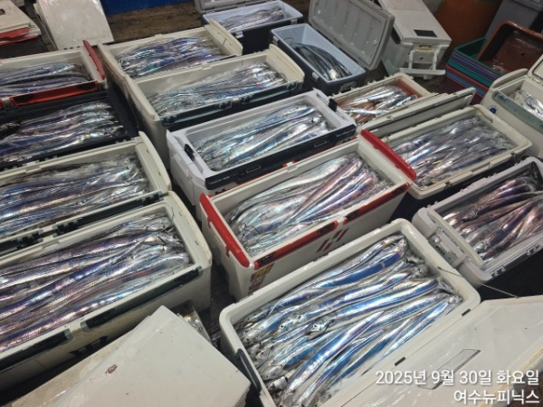 9월30일갈치 (5).jpg