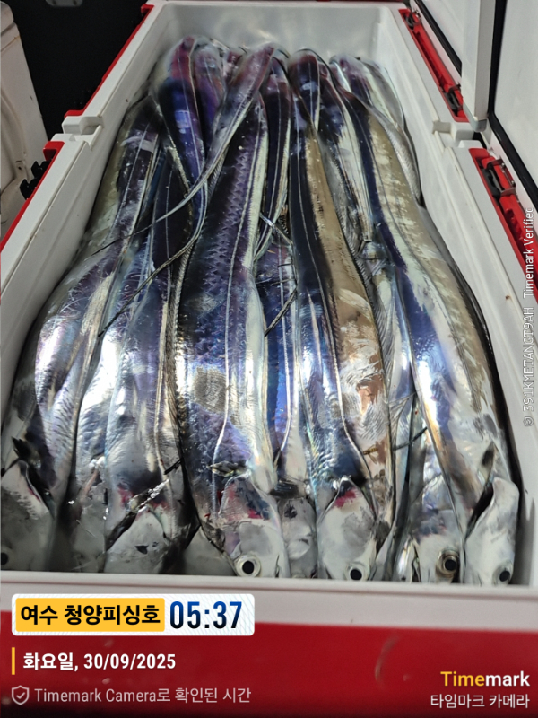 2025-09-30 05.37.56__(제목-여수 청양피싱호).jpg