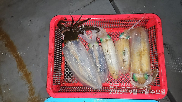 신신낚시 강구점 신신호_사진_20250917_4.jpg