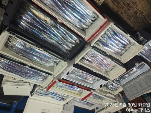 9월30일갈치 (11).jpg