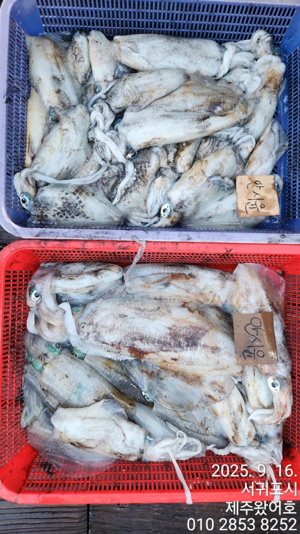 제주왔어호_사진_20250917_2.jpg