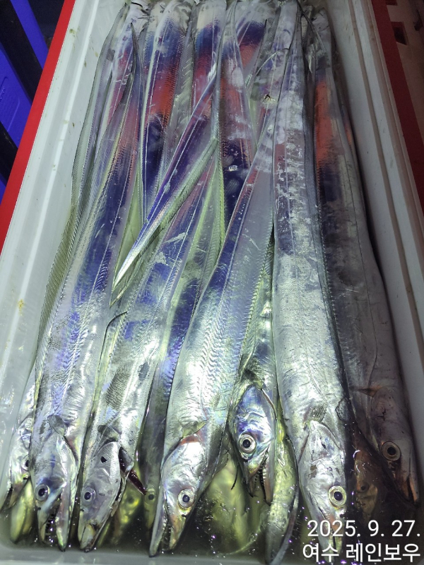 ♡여수레인보우♡갈치_열기_한치_갑오징어__사진_20250927_6.jpg