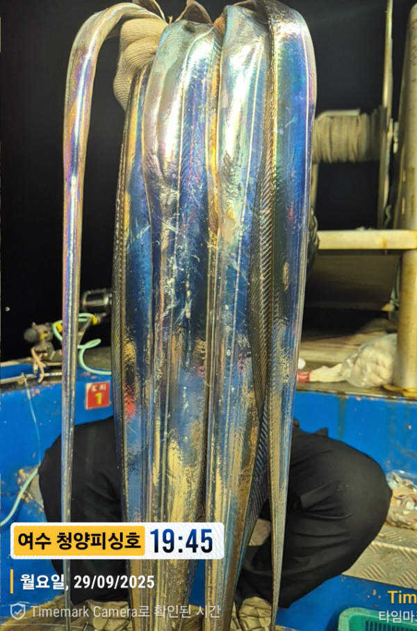 2025-09-29 19.45.45__(제목-여수 청양피싱호).jpg