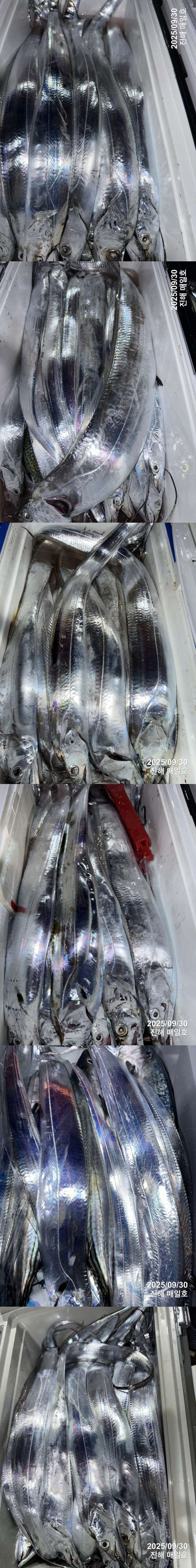 갈치3.jpg