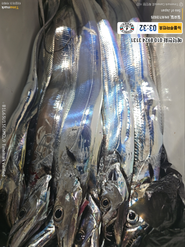 2025-09-07 03.32.32_Japan_(제목-뉴블루마린호)_(예약전화 010 8924 3131).jpg