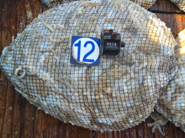 d6.jpg