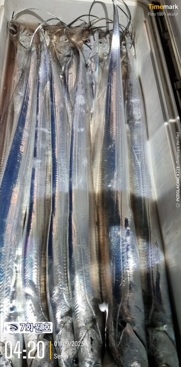 제주갈치낚시 화원호_사진_20250901_12.jpg