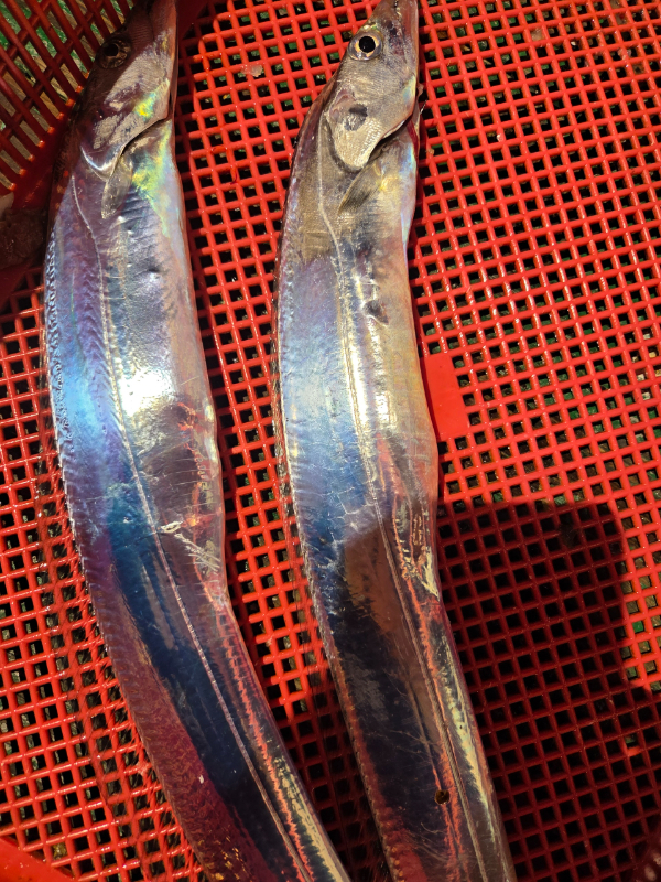 Resized_20250926_212504.jpeg