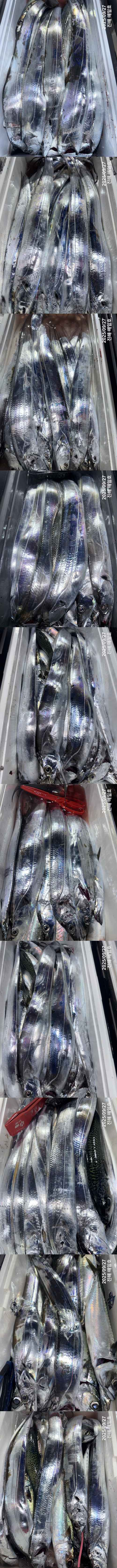 갈치2.jpg