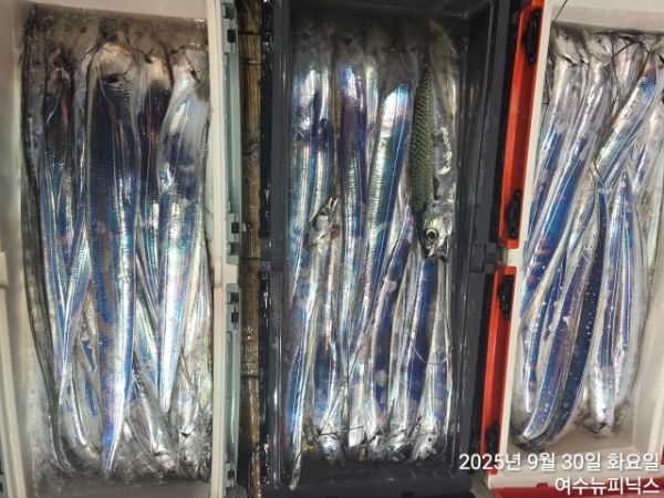 9월30일갈치 (8).jpg