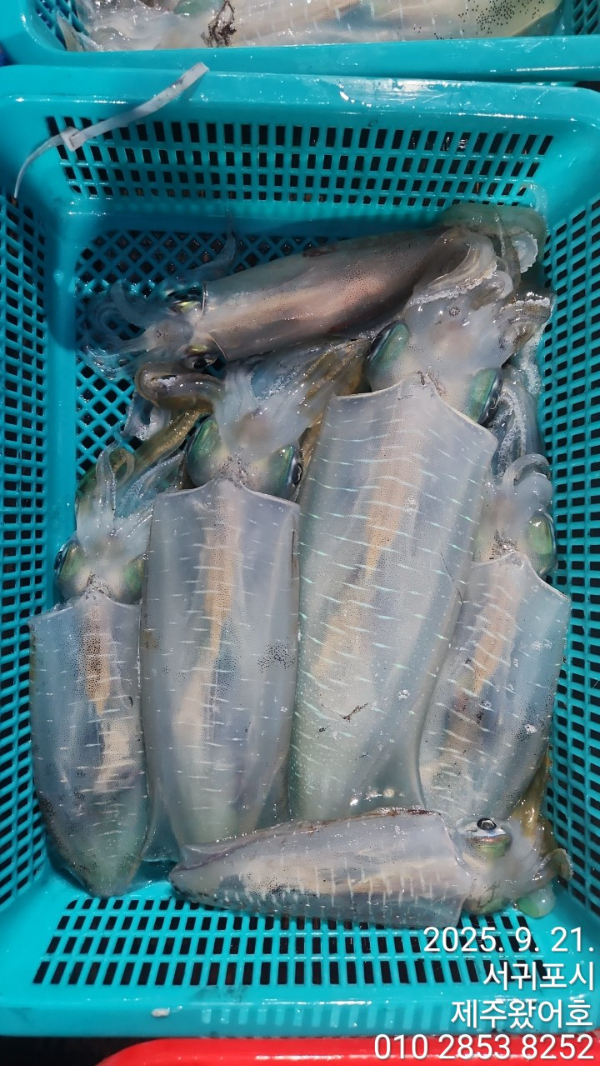 제주왔어호_사진_20250922_5.jpg