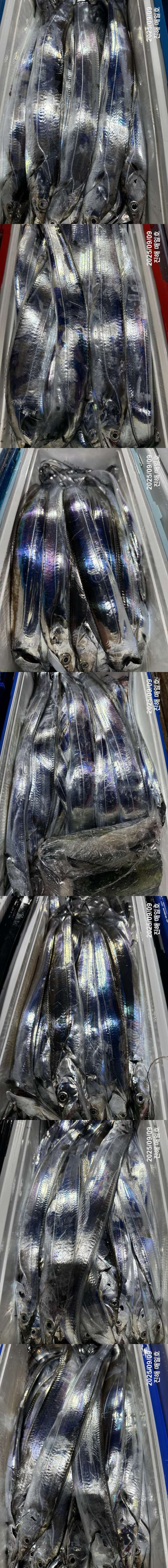 갈치2.jpg