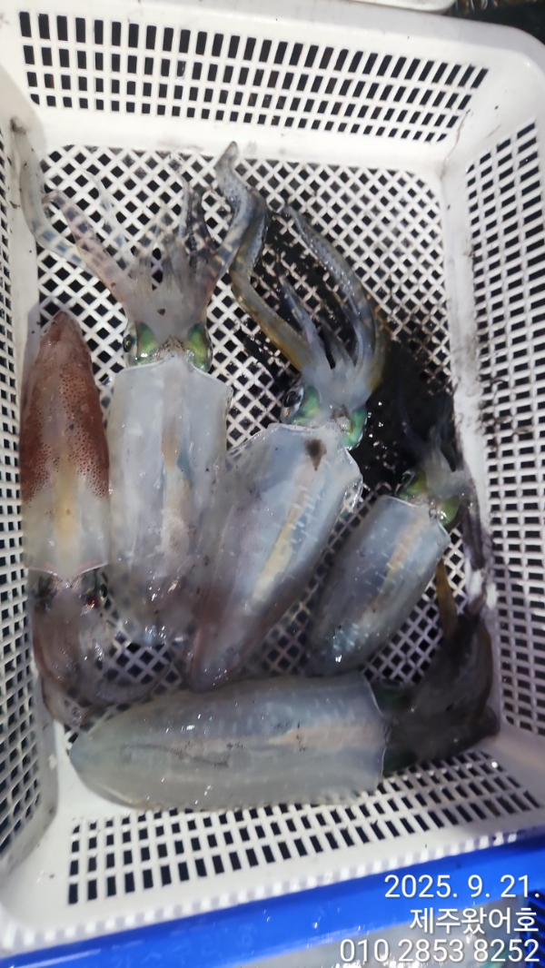 제주왔어호_사진_20250922_11.jpg