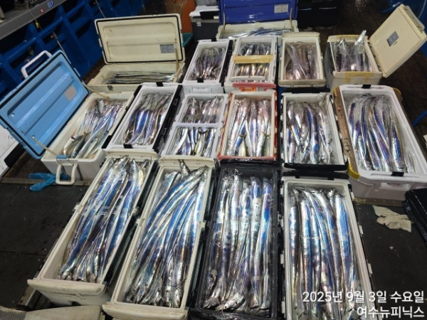 9월3일갈치 (1).jpg