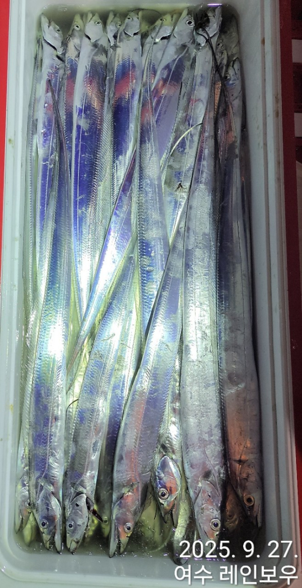♡여수레인보우♡갈치_열기_한치_갑오징어__사진_20250927_2.jpg